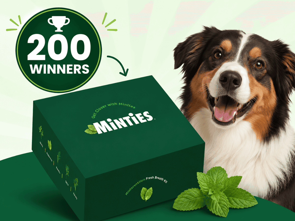 Minties Intervention Sweepstakes — Win Dog Treats & Merch